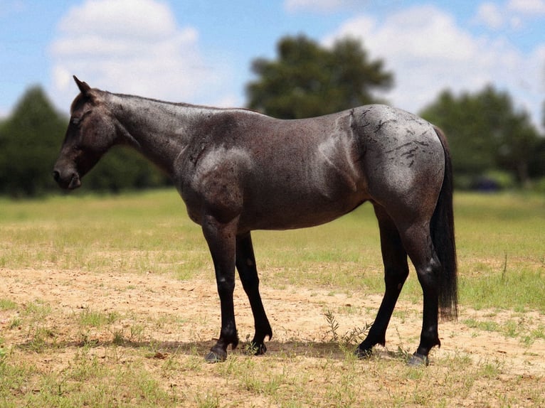 American Quarter Horse Mare 5 years 14,2 hh Roan-Blue in Marietta