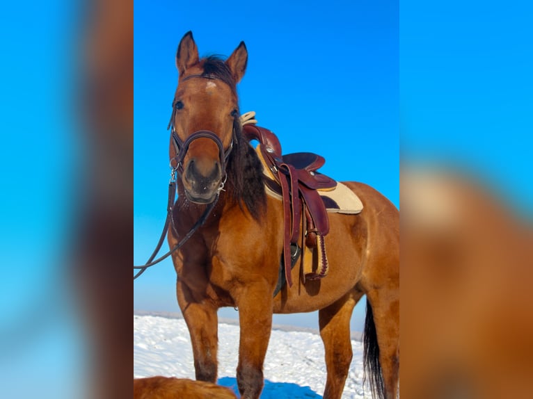 American Quarter Horse Mare 5 years 14,2 hh in Holzgerlingen
