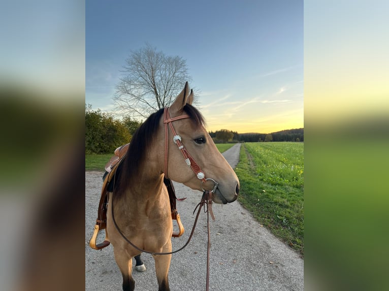 American Quarter Horse Mare 5 years 14.3 hh Buckskin in Sonnenbühl