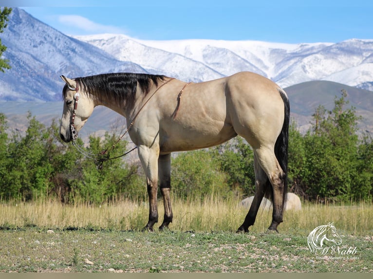 American Quarter Horse Mare 5 years 14,3 hh Buckskin in Cody