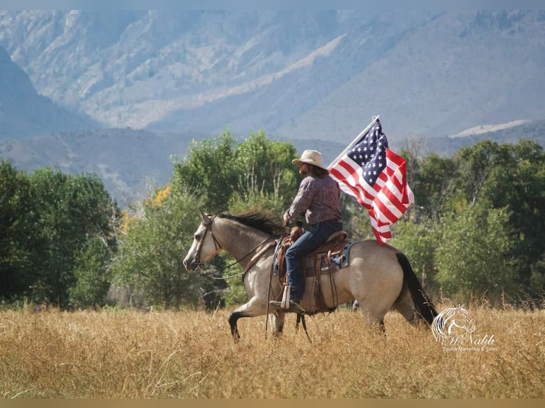 American Quarter Horse Mare 5 years 14,3 hh Buckskin in Cody, WY