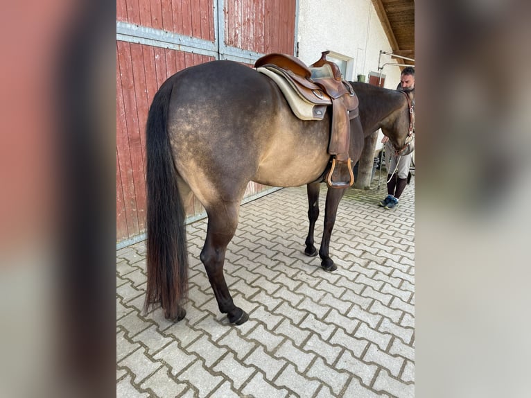 American Quarter Horse Mare 5 years 14.3 hh Buckskin in Haldenwang