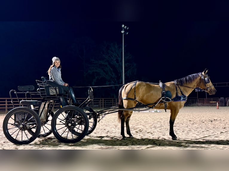 American Quarter Horse Mare 5 years 14,3 hh Buckskin in Ocala, FL