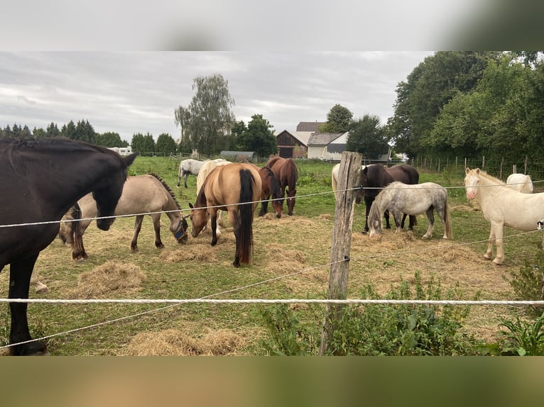 American Quarter Horse Mare 5 years 14,3 hh Buckskin in FröndenbergFröndenberg