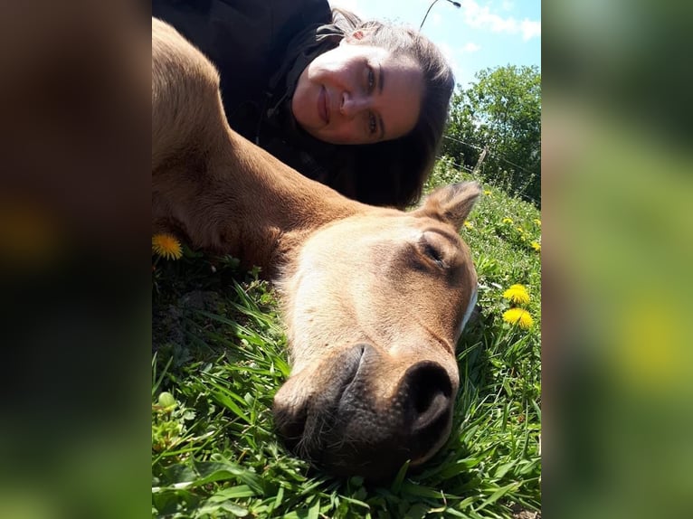 American Quarter Horse Mare 5 years 14,3 hh Buckskin in FröndenbergFröndenberg