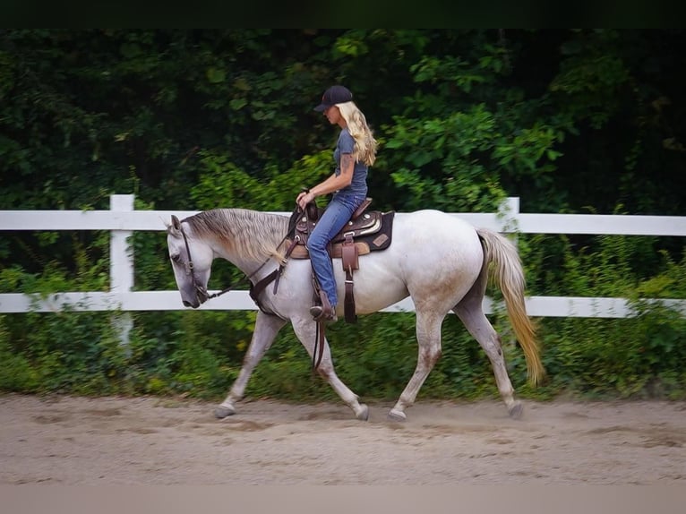 American Quarter Horse Mare 5 years 14,3 hh Gray in Middleboro, MA