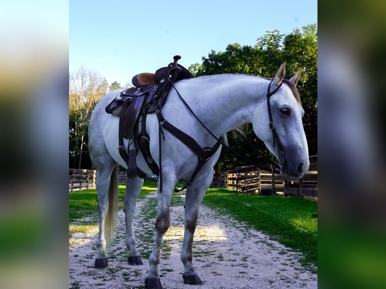 American Quarter Horse Mare 5 years 14,3 hh Gray in Middleboro, MA