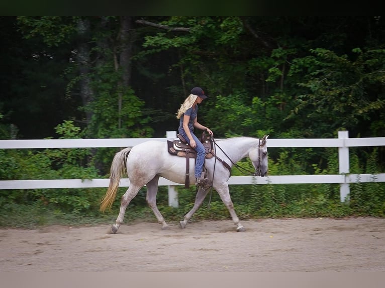 American Quarter Horse Mare 5 years 14,3 hh Gray in Middleboro, MA