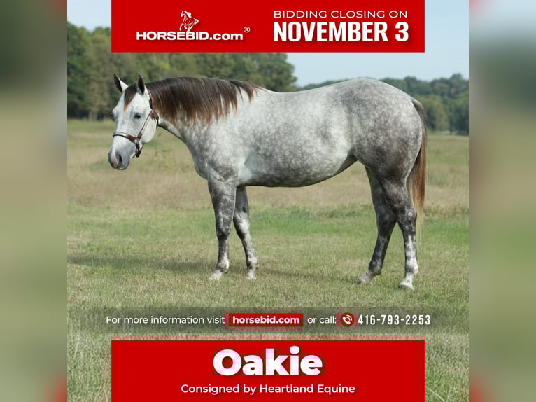 American Quarter Horse Mare 5 years 14,3 hh Grey in Mount Vernon