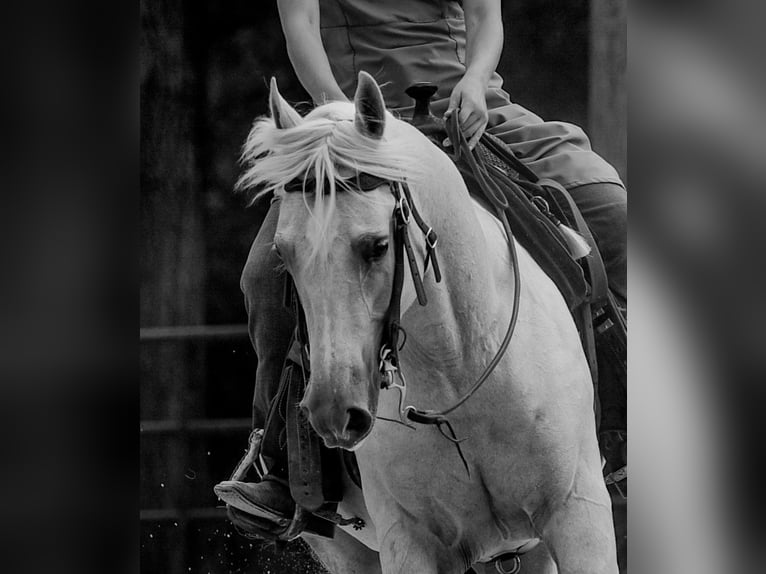 American Quarter Horse Mare 5 years 14,3 hh Palomino in New Holland