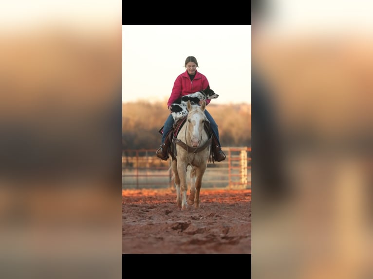 American Quarter Horse Mare 5 years 14.3 hh Palomino in Elgin