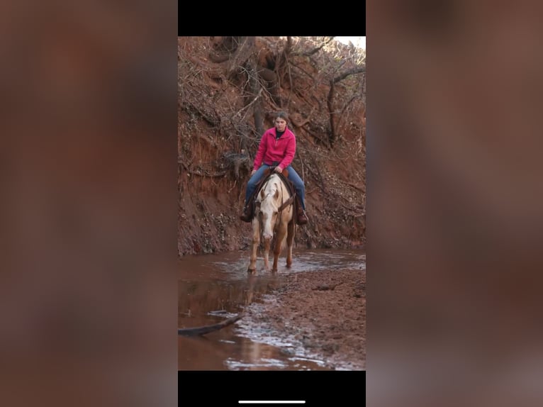 American Quarter Horse Mare 5 years 14.3 hh Palomino in Elgin