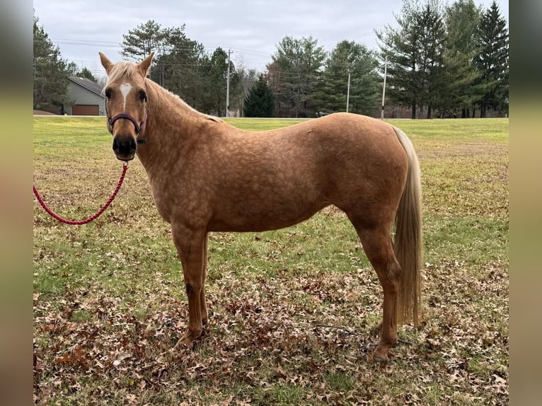 American Quarter Horse Mare 5 years 14,3 hh Palomino in Marysville