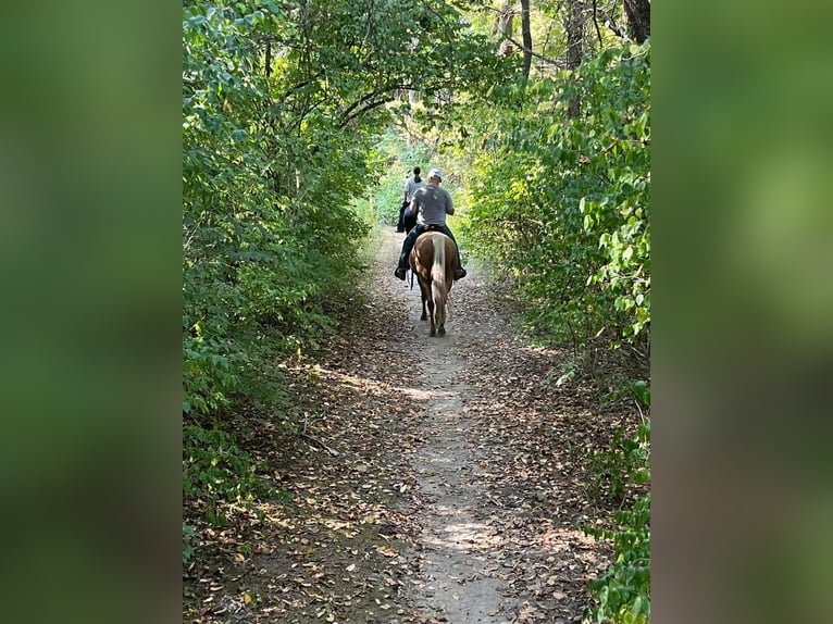 American Quarter Horse Mare 5 years 14,3 hh Palomino in Marysville