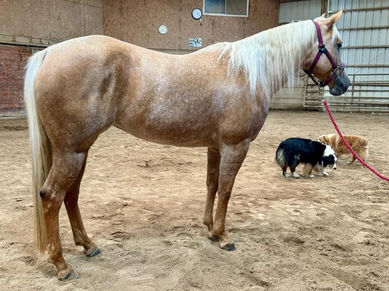 American Quarter Horse Mare 5 years 14,3 hh Palomino in Marysville