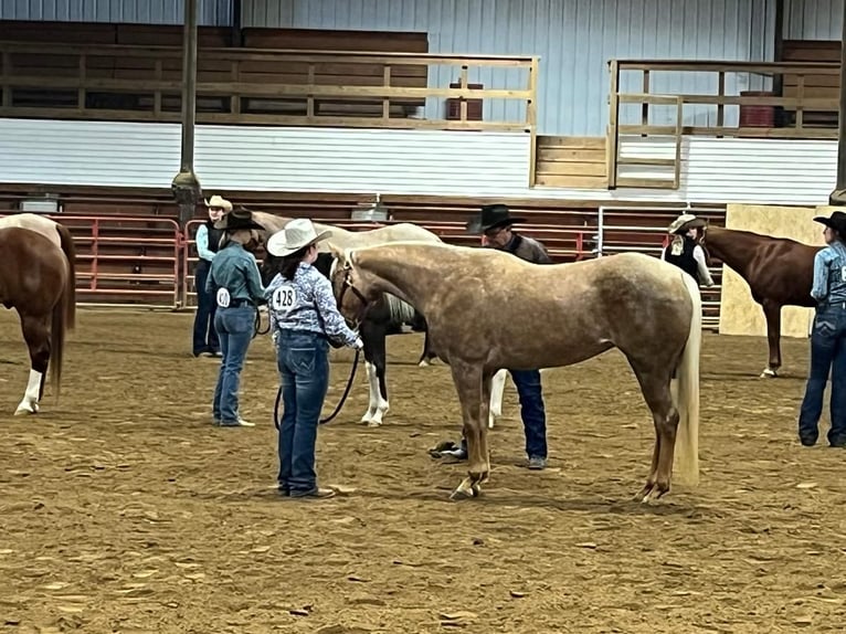 American Quarter Horse Mare 5 years 14,3 hh Palomino in Marysville