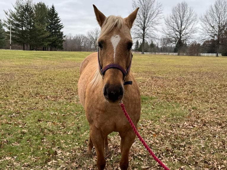 American Quarter Horse Mare 5 years 14,3 hh Palomino in Marysville