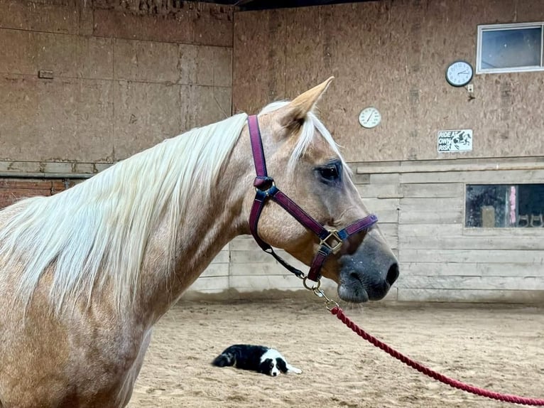 American Quarter Horse Mare 5 years 14,3 hh Palomino in Marysville