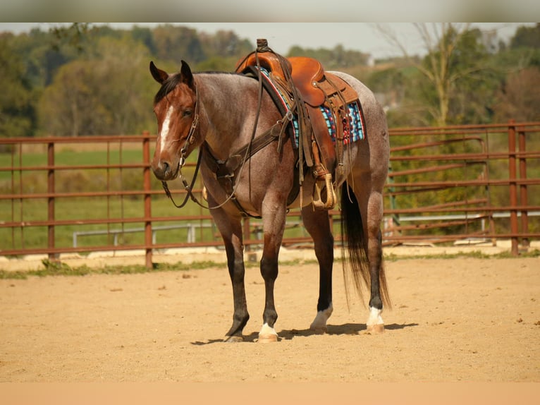 American Quarter Horse Mare 5 years 14,3 hh Roan-Bay in Fresno