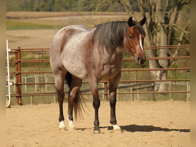 American Quarter Horse Mare 5 years 14,3 hh Roan-Bay in Fresno