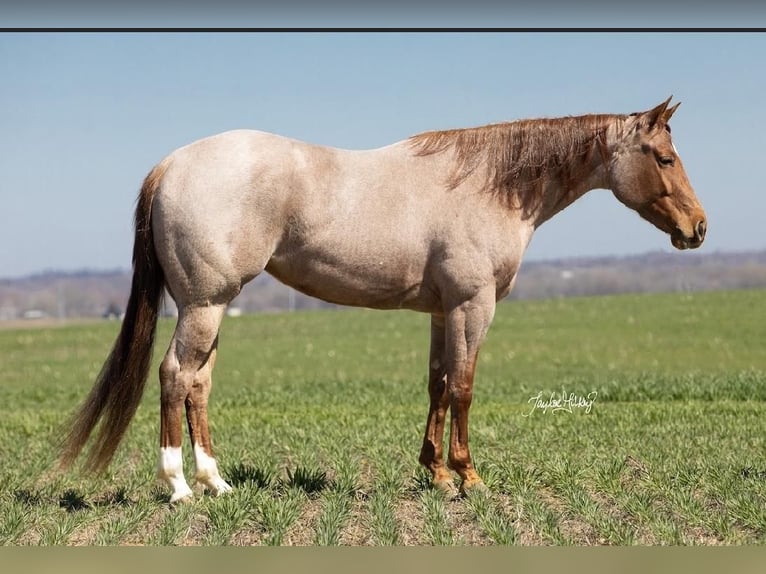 American Quarter Horse Mare 5 years 14,3 hh Roan-Red in Madisonville, KY