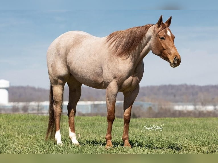 American Quarter Horse Mare 5 years 14,3 hh Roan-Red in Madisonville, KY