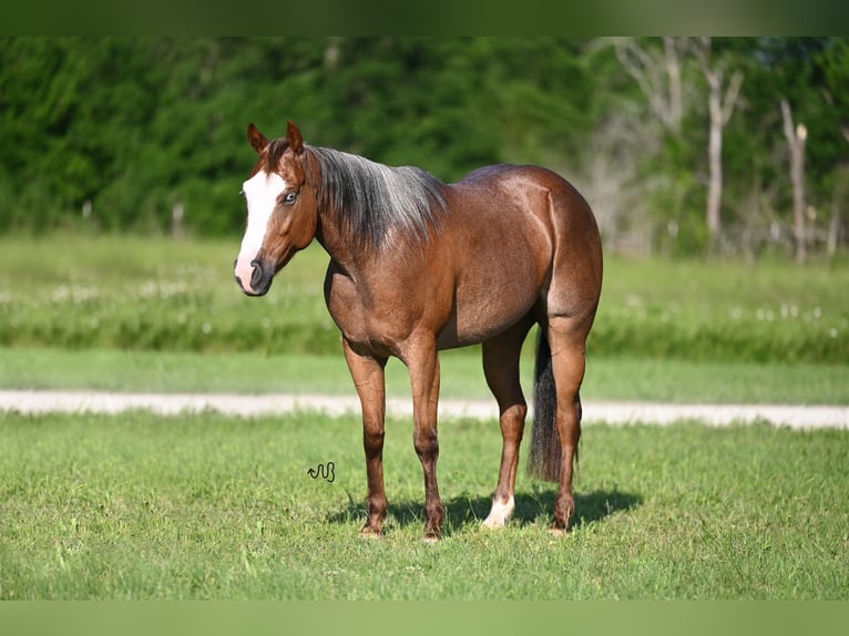 American Quarter Horse Mare 5 years 14,3 hh Roan-Red in Waco, TX