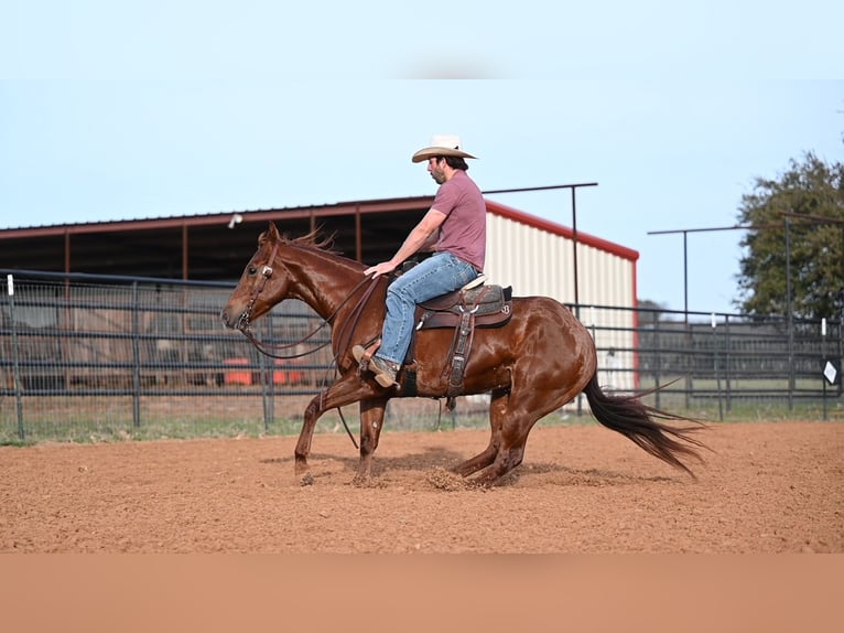 American Quarter Horse Mare 5 years 14,3 hh Sorrel in Waco, TX