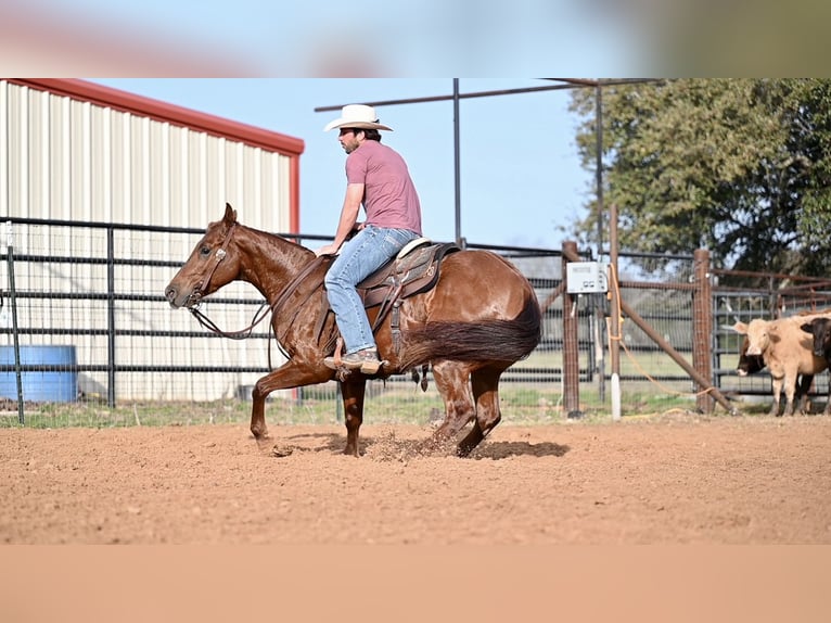American Quarter Horse Mare 5 years 14,3 hh Sorrel in Waco, TX