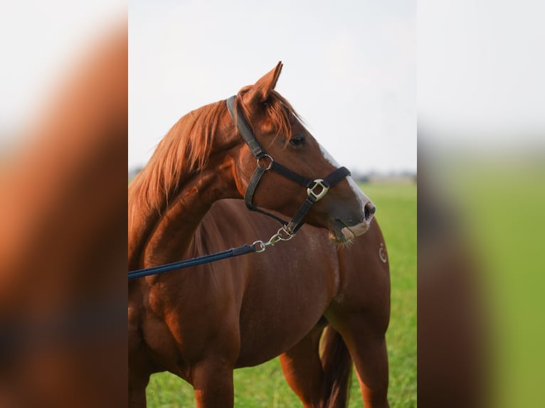 American Quarter Horse Mare 5 years 14 hh Chestnut-Red in Markranstädt