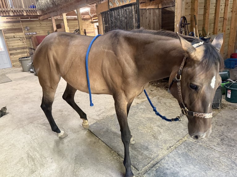 American Quarter Horse Mare 5 years 14 hh Dun in Strattanville