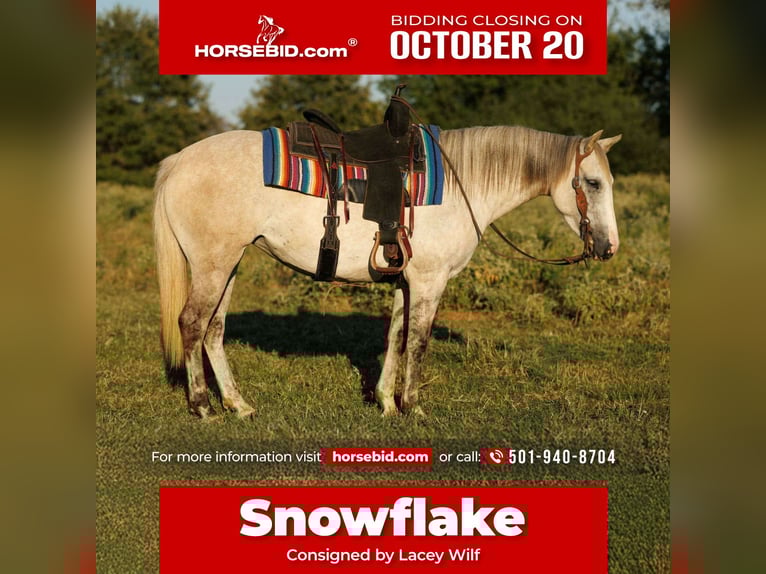 American Quarter Horse Mare 5 years 14 hh Grey in Quitman