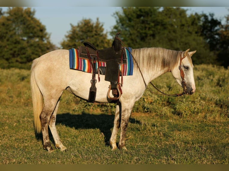 American Quarter Horse Mare 5 years 14 hh Grey in Quitman