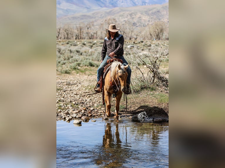 American Quarter Horse Mare 5 years 14 hh Palomino in Cody, WY