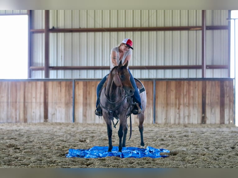 American Quarter Horse Mare 5 years 14 hh Roan-Bay in Decatur