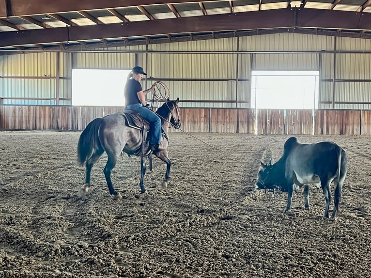 American Quarter Horse Mare 5 years 14 hh Roan-Bay in Decatur
