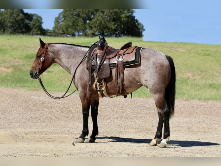 American Quarter Horse Mare 5 years 14 hh Roan-Bay in Decatur