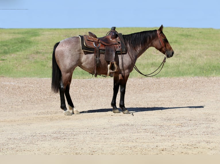 American Quarter Horse Mare 5 years 14 hh Roan-Bay in Decatur