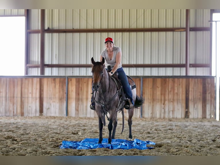 American Quarter Horse Mare 5 years 14 hh Roan-Bay in Decatur