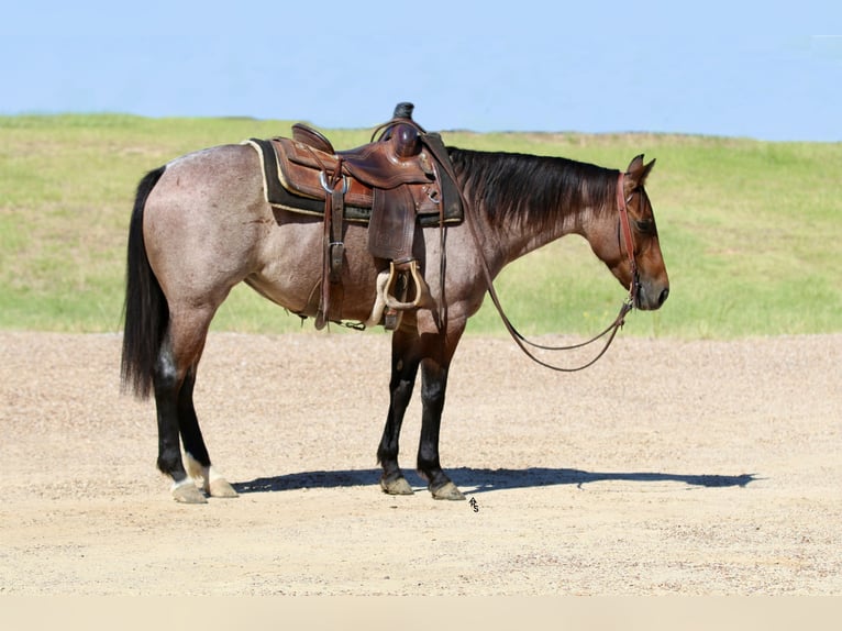 American Quarter Horse Mare 5 years 14 hh Roan-Bay in Decatur