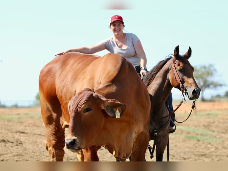 American Quarter Horse Mare 5 years 14 hh Roan-Bay in Decatur