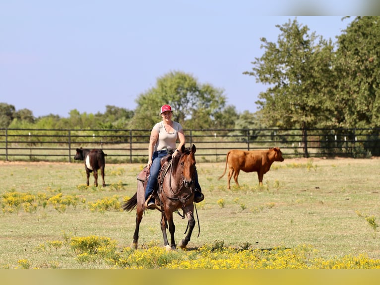 American Quarter Horse Mare 5 years 14 hh Roan-Bay in Decatur