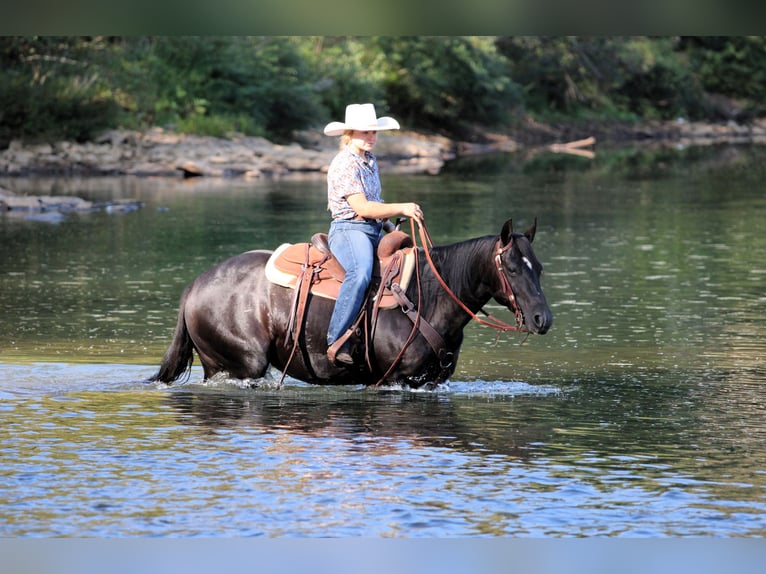 American Quarter Horse Mare 5 years 14,1 hh Black in Clarion, PA