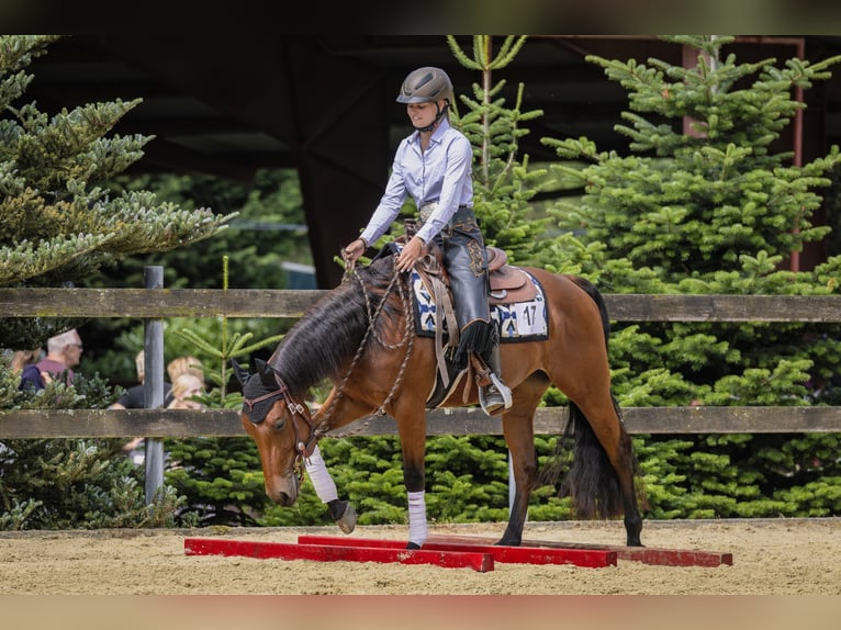 American Quarter Horse Mare 5 years 14,1 hh Brown in Lüdinghausen