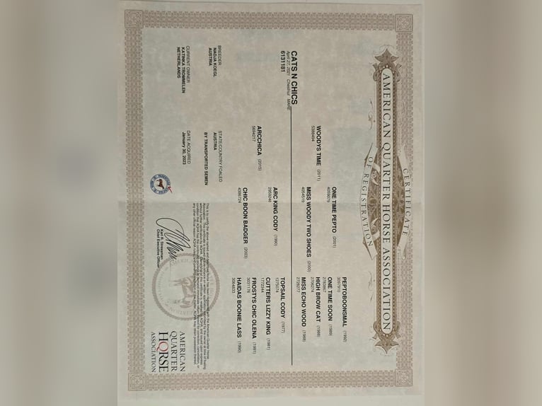 American Quarter Horse Mare 5 years 14,1 hh Chestnut in Brunssum