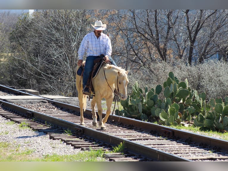 American Quarter Horse Mare 5 years 14,1 hh Palomino in Stephenville TX