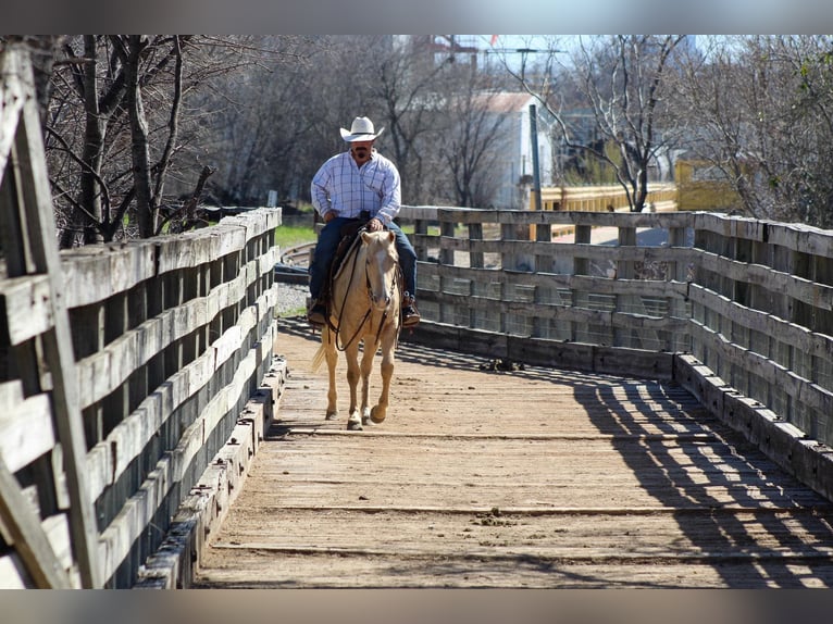 American Quarter Horse Mare 5 years 14,1 hh Palomino in Stephenville TX