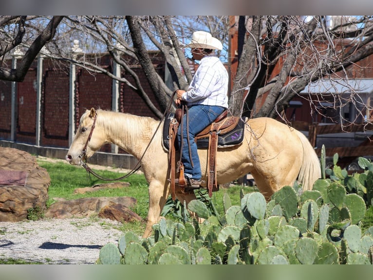 American Quarter Horse Mare 5 years 14,1 hh Palomino in Stephenville TX