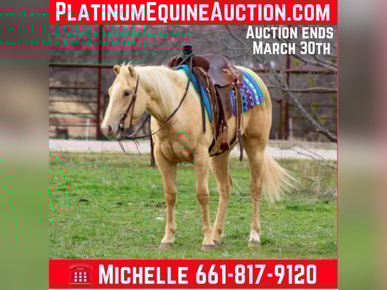 American Quarter Horse Mare 5 years 14,1 hh Palomino in Stephenville TX