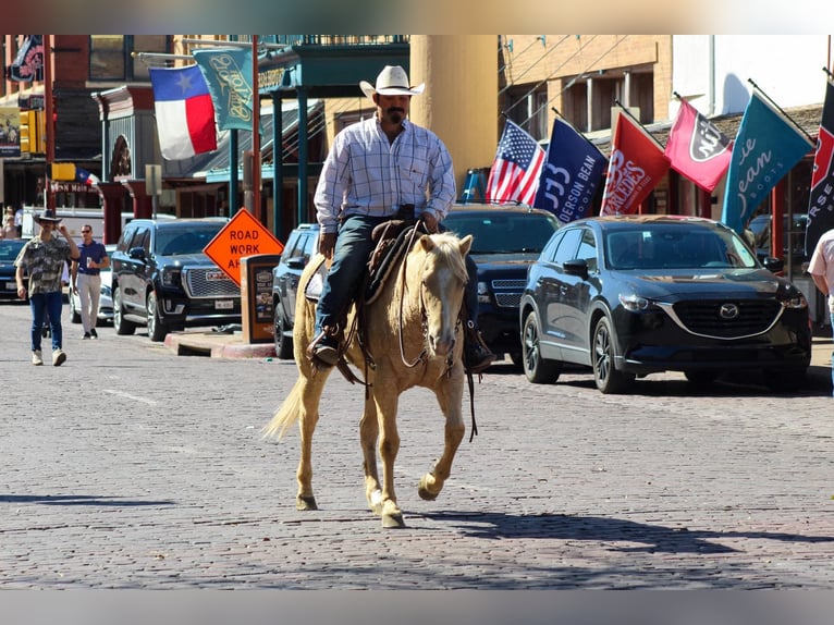 American Quarter Horse Mare 5 years 14,1 hh Palomino in Stephenville TX